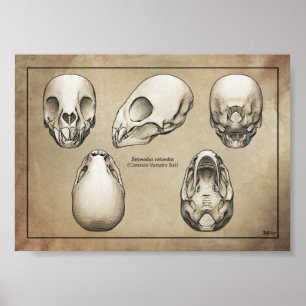 Vampire Fladdermus Skull Poster