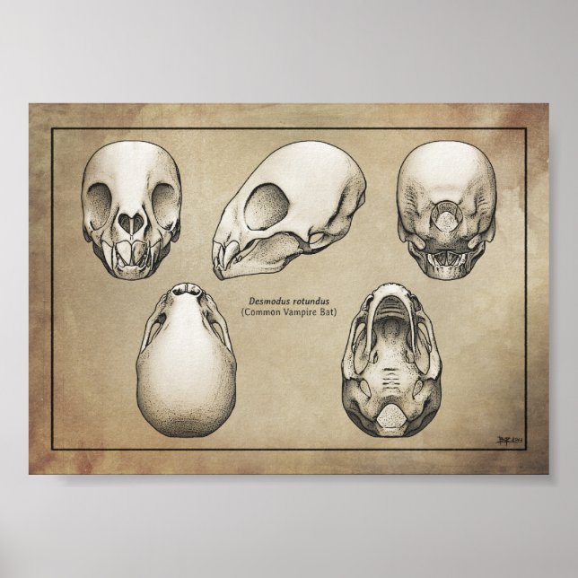 Vampire Fladdermus Skull Poster (Framsidan)