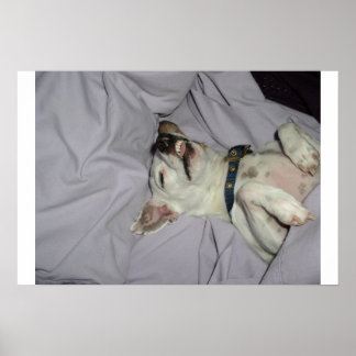 Vampire Hund Poster