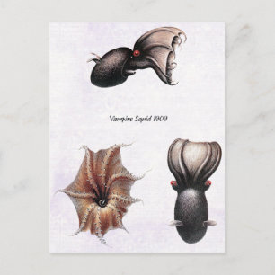 Vampire Squid Postcard Vykort