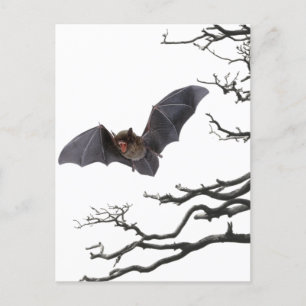 Vampyre Fladdermus, Gothic, Dracula, Fladdermus, f Vykort