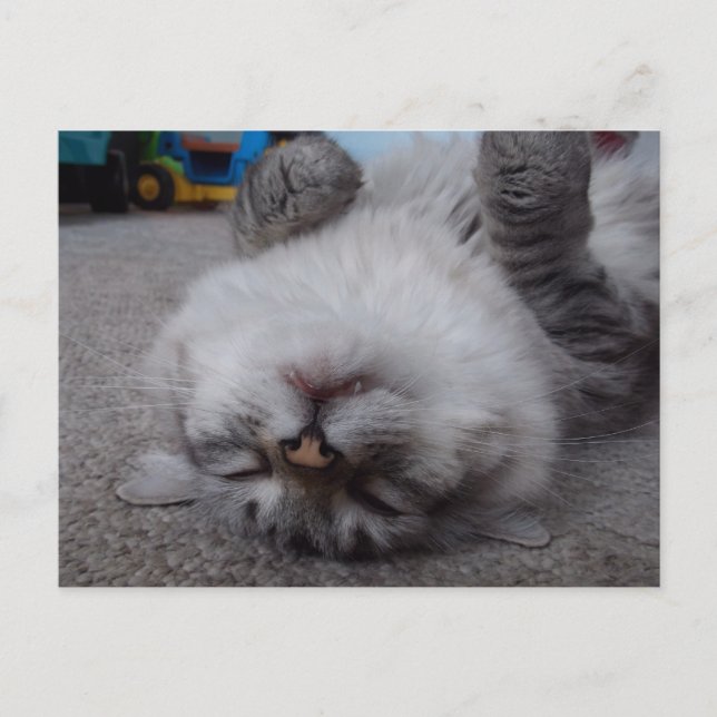 Vampyrkattungevykort Vykort (Framsida)