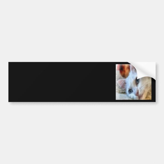 Van Cat med Blue Ögon Pet Porträtt Bildekal (Framsidan)