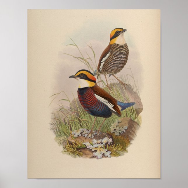 Van der Bosch's Pitta av John Gould Print Poster (Framsidan)