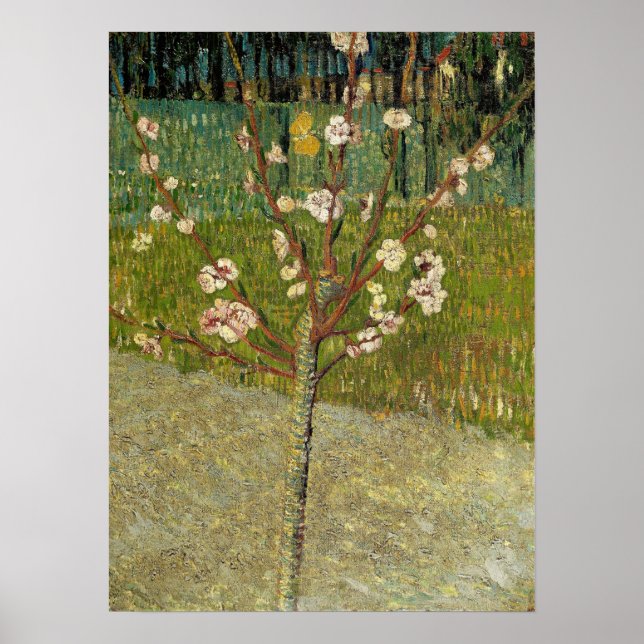 Van Gogh - Almond Träd i Blommar Poster (Framsidan)