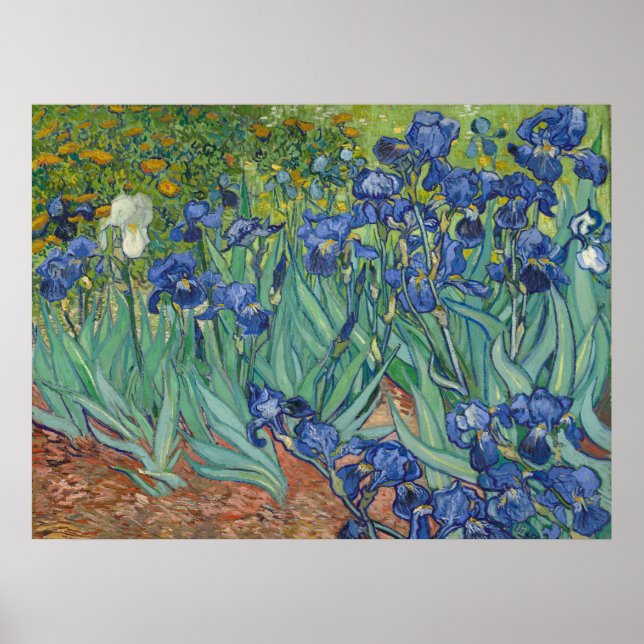 Van Gogh Berömda Blå Iriser Blommig Oljemålning Poster (Framsidan)