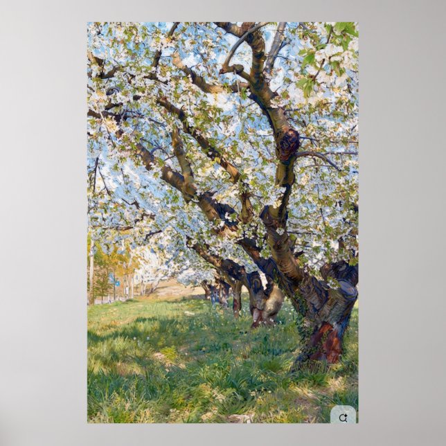 Van Gogh Blommande Aprikotträd Poster (Framsidan)