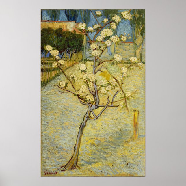 Van Gogh - Blommande Päronträd Poster (Framsidan)