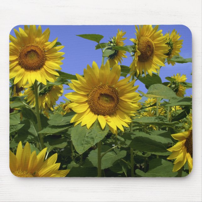 Van Gogh i Provence Mousepad Musmatta (Framsidan)