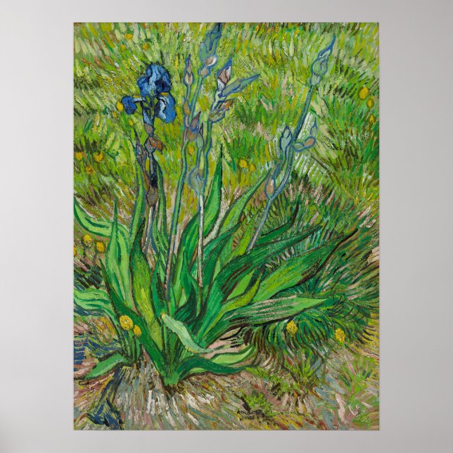 Van Gogh Irisar - Klassisk Blå Blomsterkonst Poster (Framsidan)