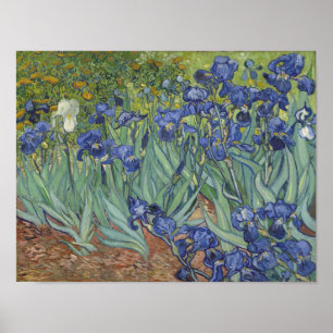 van Gogh Irises Affisch