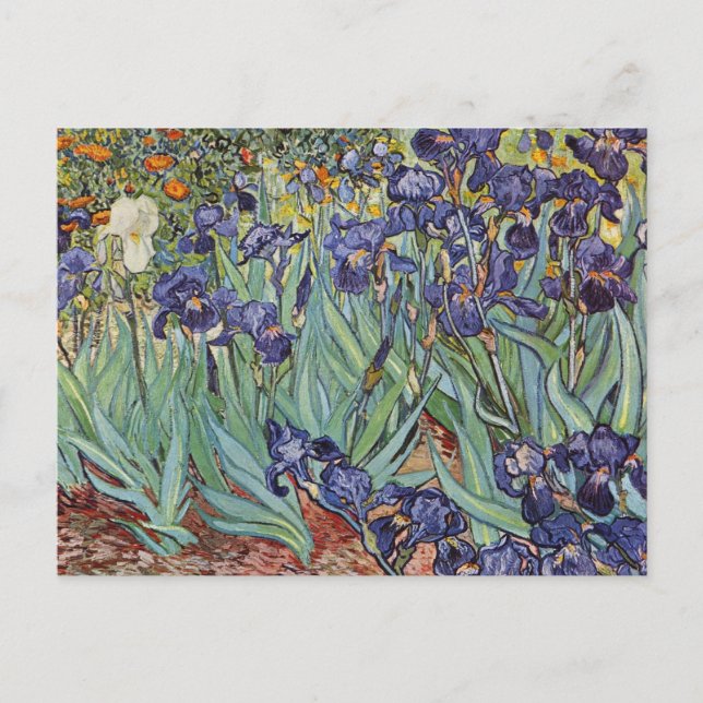 Van Gogh Irises Impressionist Painting Vykort (Framsida)