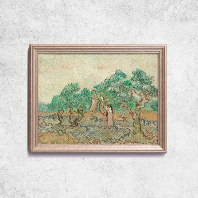 Van Gogh, Olive Orchard Träd Old Art Poster (Van Gogh The Olive Orchard Trees Old Art Poster
)