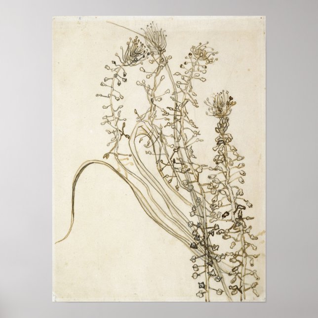 Van Gogh - Tassel Hyacinth Poster (Framsidan)