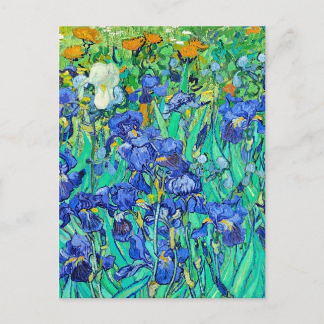 Van Goghs Irisar  Vykort (Framsida)