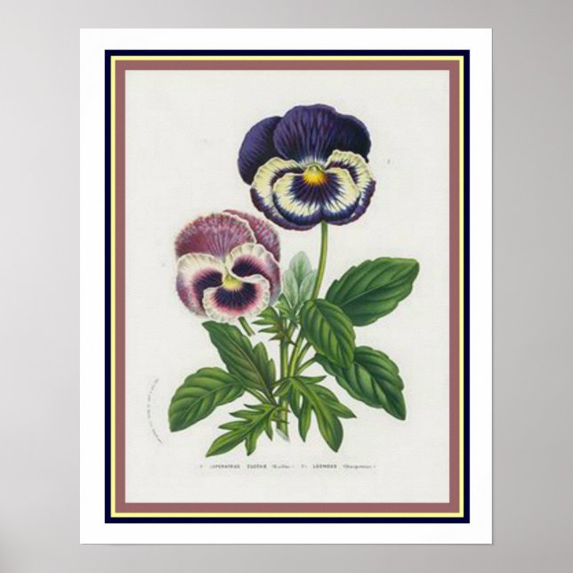 Van Houtte 1845 Botaniskt "Pansy" Skriv ut Poster (Framsidan)