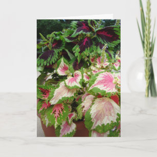 Vän/tänkande av dig, Coleus med rosor Kort