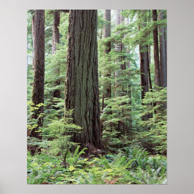 Vancouver Island, MacMillan Provinspark 1 Poster (Framsidan)