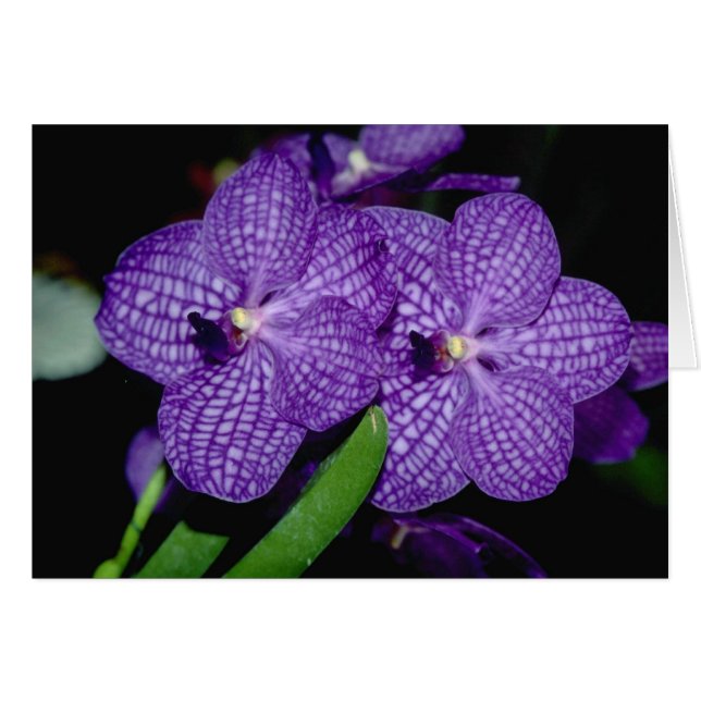 Vanda blommor hälsningskort (Framsidan Horizontal)