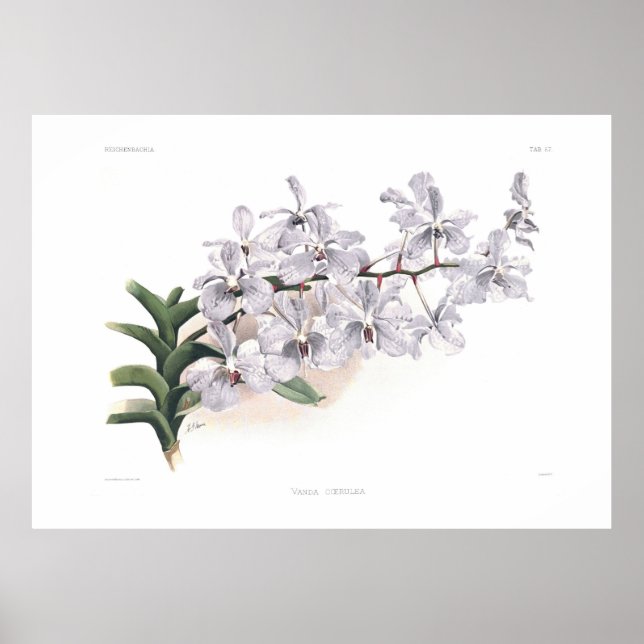 Vanda coerulea poster (Framsidan)