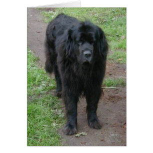 Vanda Hälsningskort