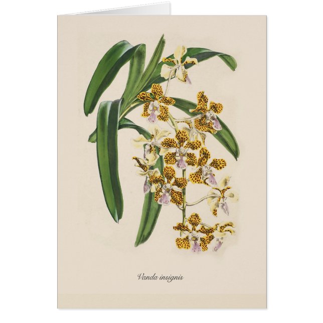 Vanda insignis hälsningskort (Framsidan)