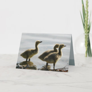 Vända mot det ljust kort