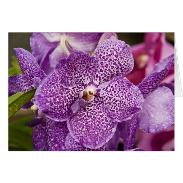 Vanda Orchid Hälsningskort (Framsidan Horizontal)