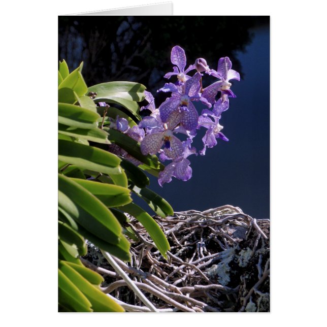Vanda Orchid Hälsningskort (Framsidan)