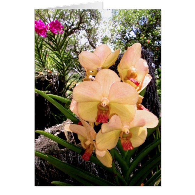 Vanda Orchid Hälsningskort (Framsidan)