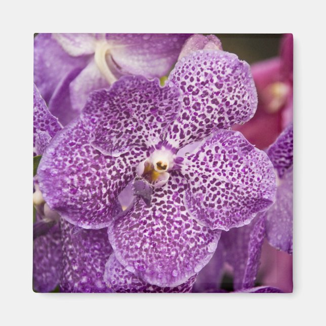 Vanda Orchid Magnet (Framsidan)