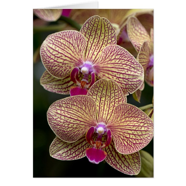 Vanda Orchids Blank Card Hälsningskort (Framsidan)