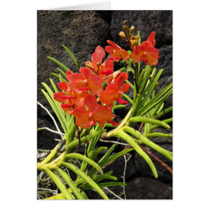 Vanda Orchids Hälsningskort