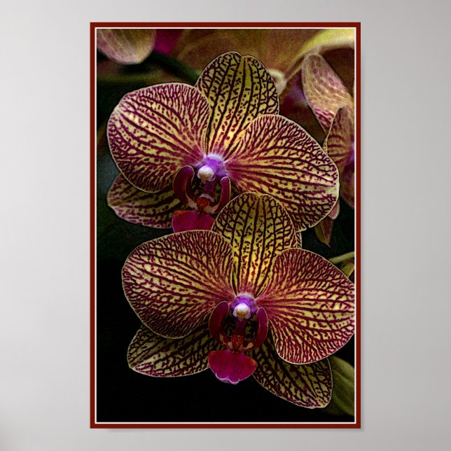 Vanda Orchids Poster (Framsidan)