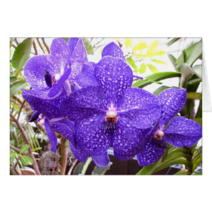Vanda Pachara Orchid Hälsningskort