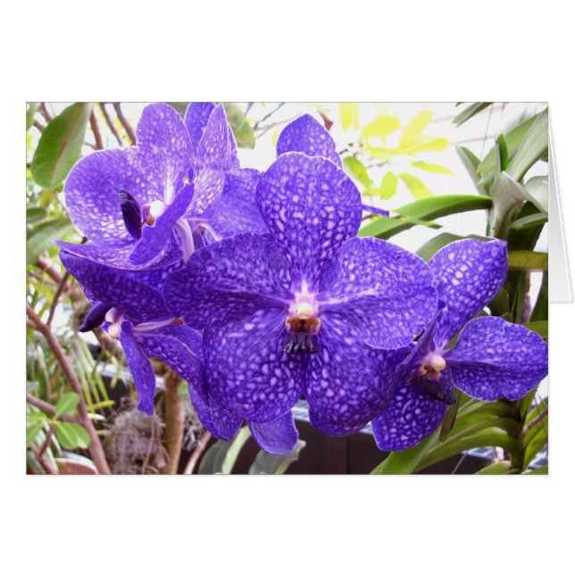 Vanda Pachara Orchid Hälsningskort (Framsidan Horizontal)