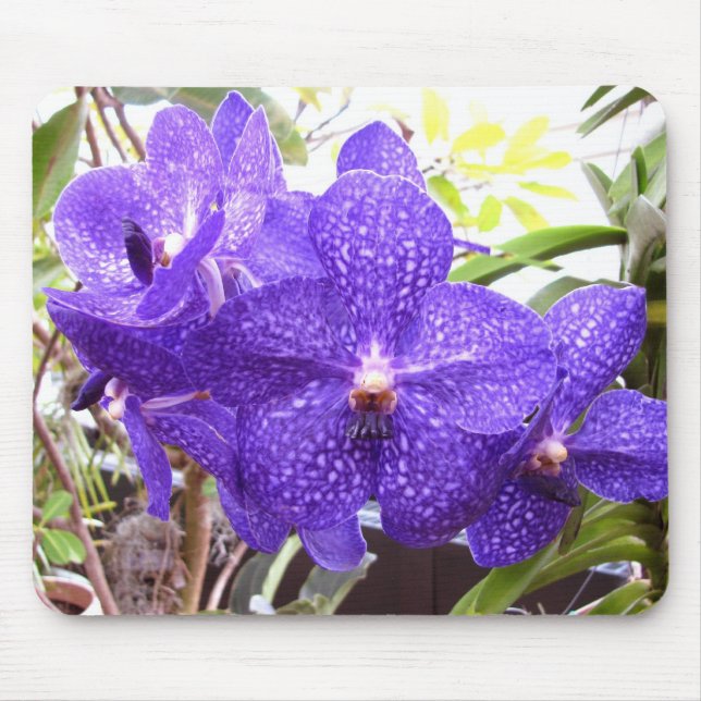 Vanda Pachara Orchid Musmatta (Framsidan)