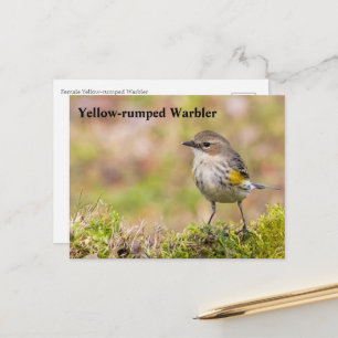 Vandlare av honlig Gult-rumpen Vykort