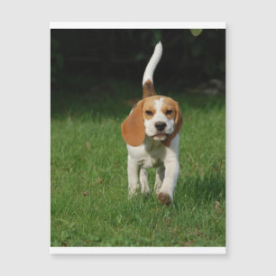 vandrande beagle.png