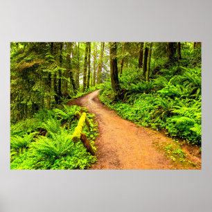 Vandringsled i Forest Park Poster