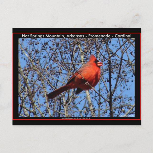 Vandringsleden Hot Springs Mountain  Kardinalprese Vykort (Framsida)
