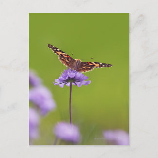 vanessa cardui - Europa, Tyskland, Bayern Vykort