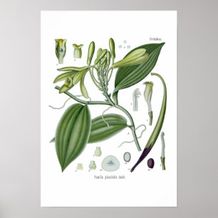Vaniljorchid Poster