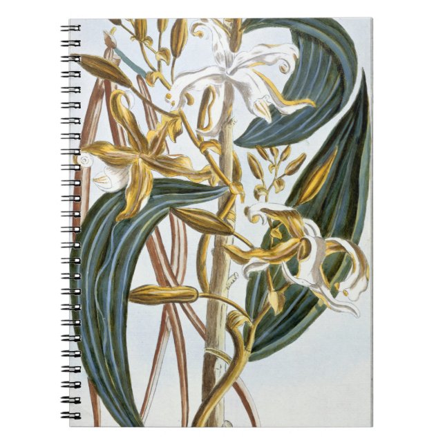 Vaniljpoder, pläterar 65, från 'samlingen anteckningsbok (Framsidan)