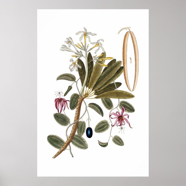 Vanilla botaniska poster (Framsidan)