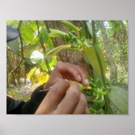 Vanilla Flower Pollution Poster