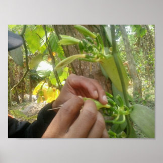 Vanilla Flower Pollution Poster