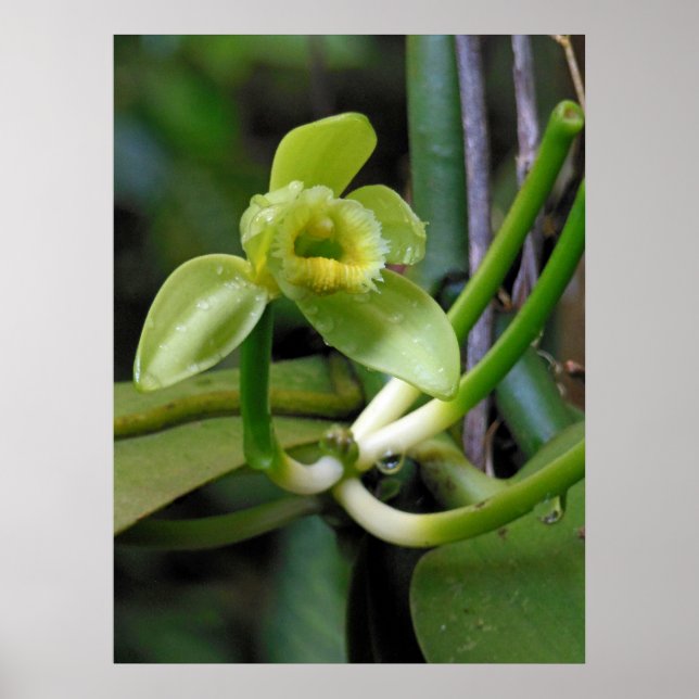 Vanilla Orchid Poster (Framsidan)