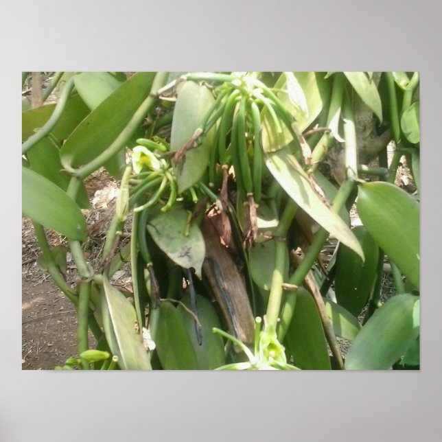 Vanilla Planifolia Orchid Poster (Framsidan)