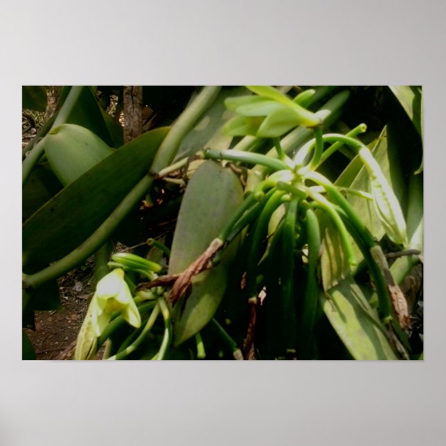 Vanilla Plant Orchids Bild Poster (Framsidan)